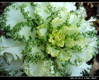 Image 5: http://farm1.static.flickr.com/156/368950204_375b04918c.jpg?v=0